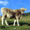 Piz Sesvenna